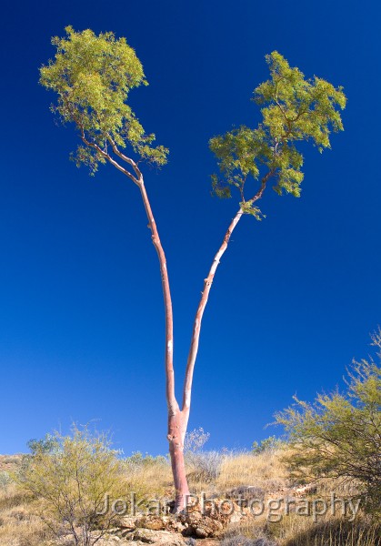 Larapinta_20080601_148 copy.jpg - Siamese gums, near Finke River